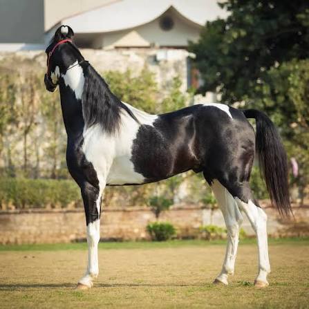 Black and white horse standing on grass